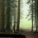 Misty Green Photo 7
