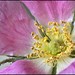 Rose May Photo 12