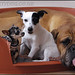 Merle Russell Photo 8