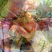 Denise Noone Photo 8