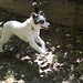 Ginger Chase Photo 4