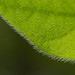 Jim Hoffman Photo 3