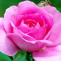 Vijay Verma Photo 30