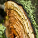 Jenny Fulks Photo 7