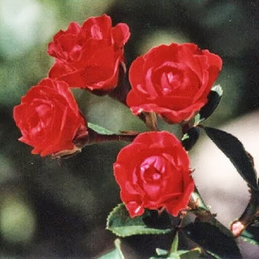 Marwa Amer Photo 11