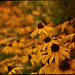 Susan Field Photo 13
