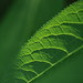 Sunshine Green Photo 8