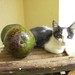 Linus Cook Photo 3