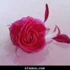 Rana Ayoub Photo 18
