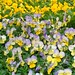 Pansy Green Photo 6