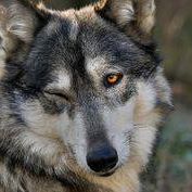 Cristobal Robles Photo 22