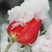 April Letchworth Photo 7