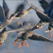 Markus Gebel Photo 2