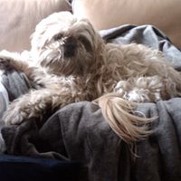 Baxter Simpson Photo 15