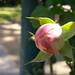 Rose Jean Photo 8