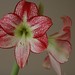 Amaryllis Tyler Photo 2