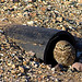 Guy Burrow Photo 2