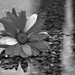 Rich Powers Photo 8