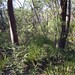 Regen Bush Photo 6