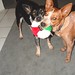 Roxie Casey Photo 8