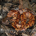 William Shackleford Photo 7