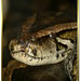 Leo Eck Photo 8