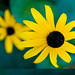 Helen Sauer Photo 12