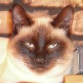 Kitty Yum Photo 6
