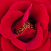 Rose Liberty Photo 4