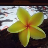 Deborah Surace Photo 2