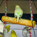 Sammie Amos Photo 2