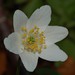 Karl Reiser Photo 7