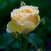 David Rose Photo 7