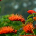 Dinesh Salian Photo 7