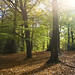 Autumn Wood Photo 12