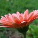 Daisy Bello Photo 7