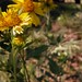 Flora Camp Photo 4