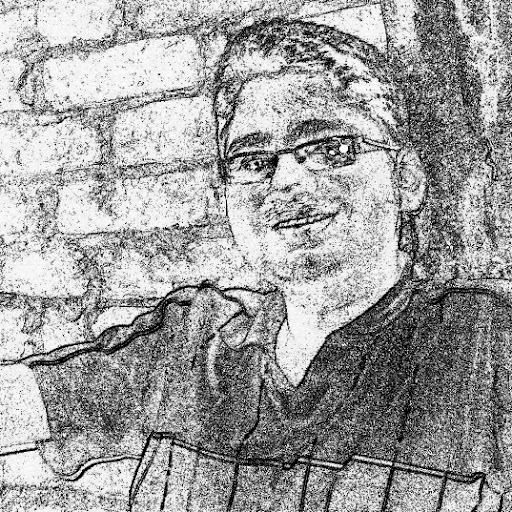 Shamsul Alam Photo 19