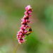 Ming Pang Photo 8