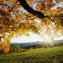 David Donis Photo 31