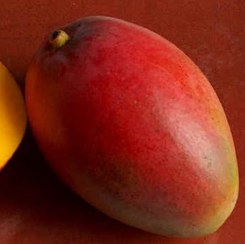 John Mango Photo 23