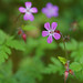 Robert Herb Photo 13
