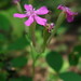William Newcomb Photo 21