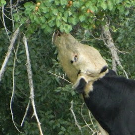 Debra Peterson Photo 21