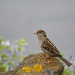 James Sparrow Photo 11