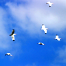 Bing Lin Photo 30