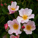 Kathleen Peach Photo 6