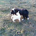 Bruce Lamb Photo 10