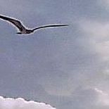 Pat Ackerman Photo 14