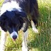 George Collie Photo 13